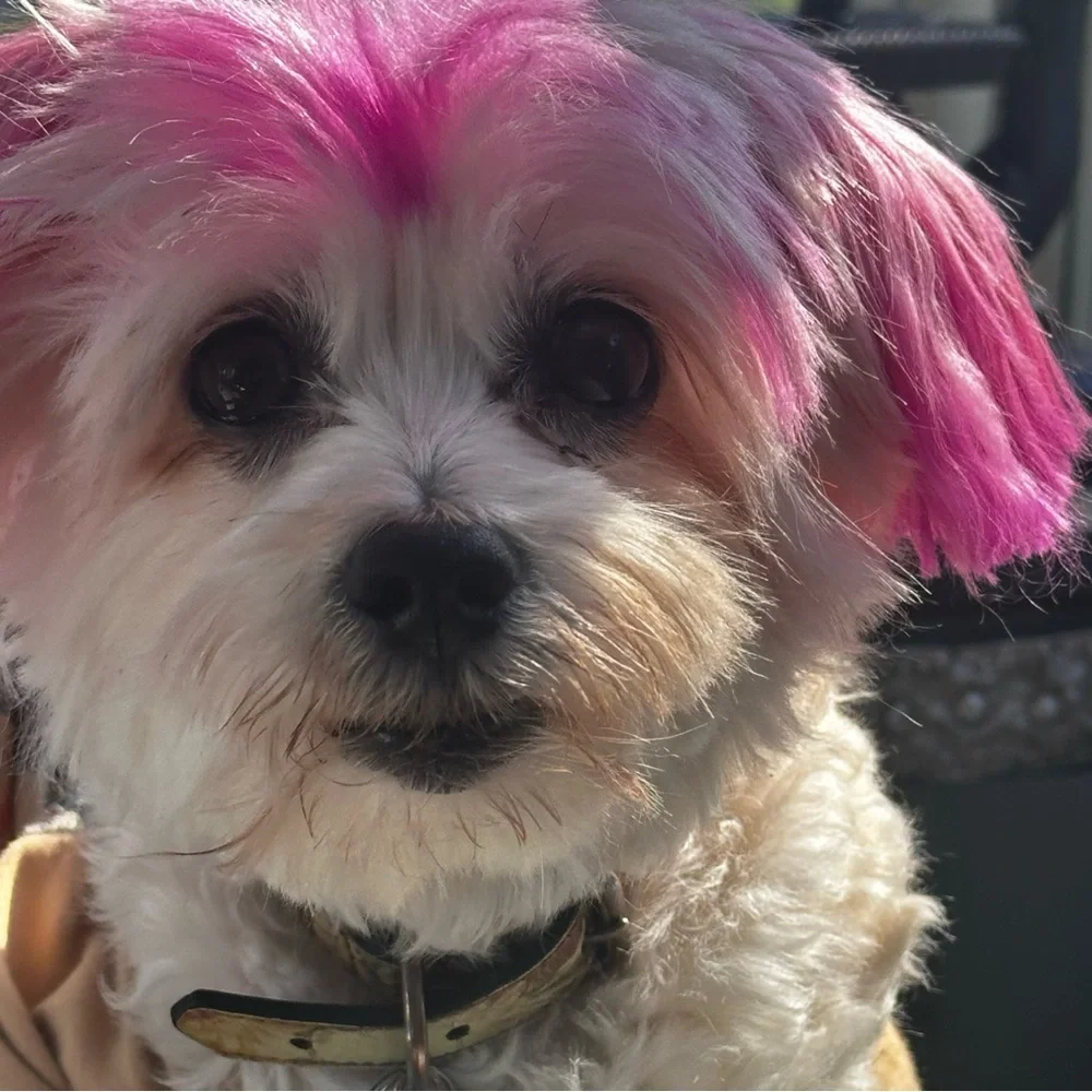 like for notification of my live show mystery bags Patricia Nash - Picture 4 of 5